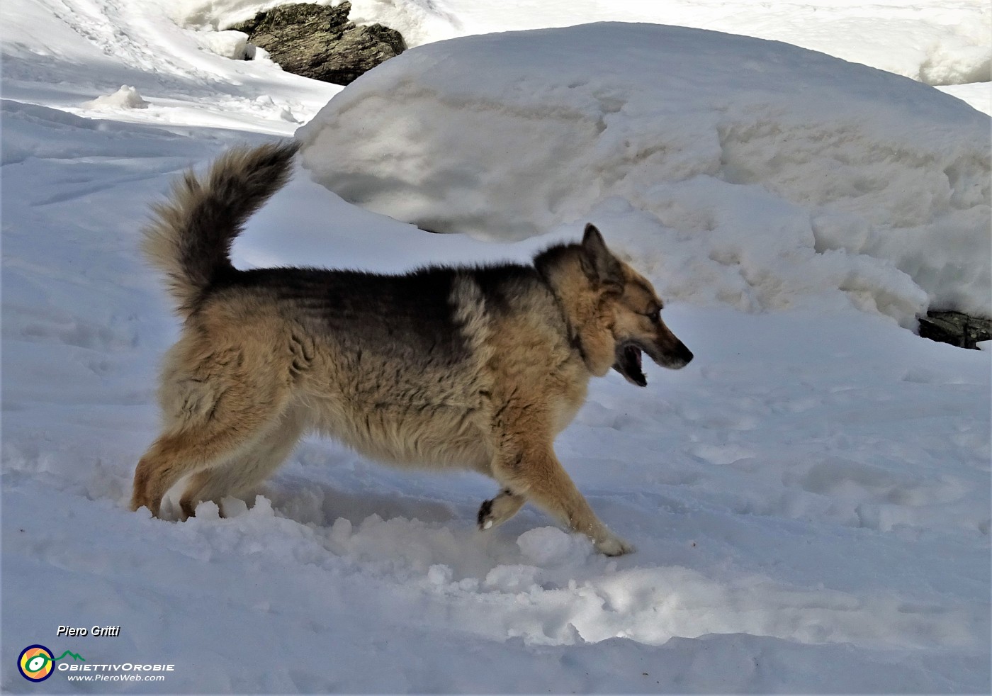 16 Bello scorazzare nella neve !.JPG -                                